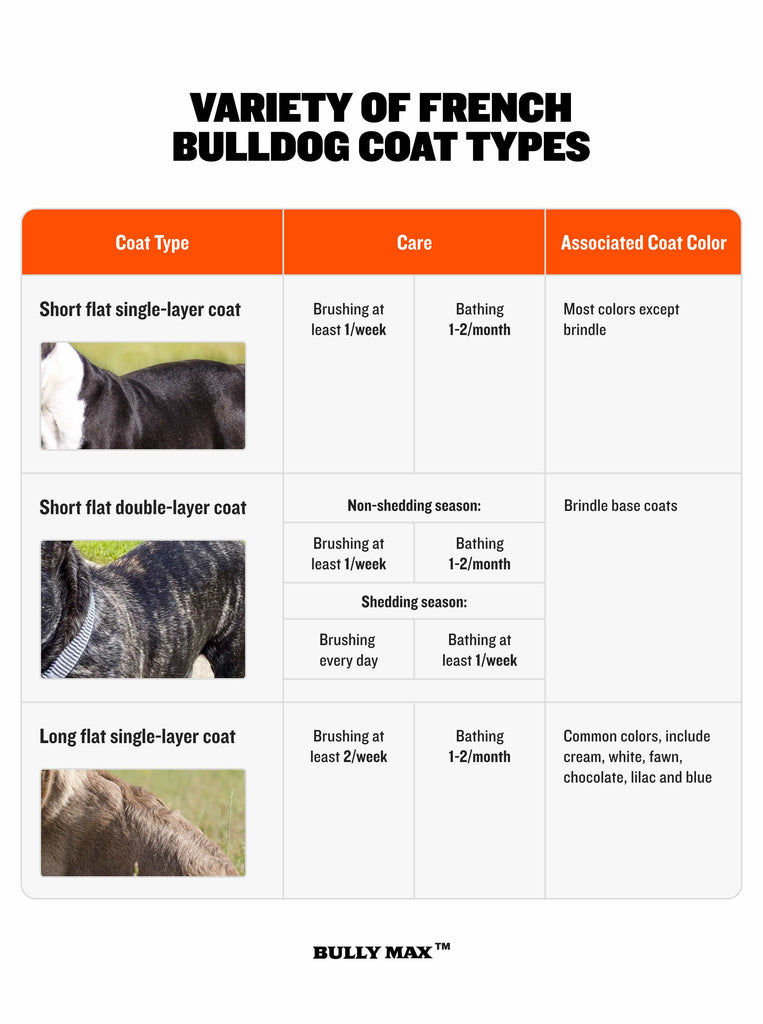 Variety of French Bulldog Coat Types Infographic