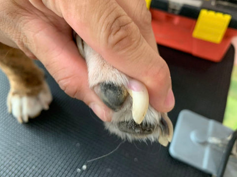 Veterinarian isolates dogs nail to cut