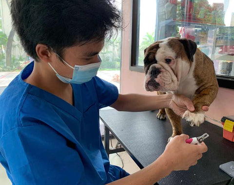 Veterinarian lifting dogs paw to trim nails