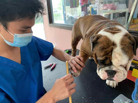 Veterinarian shows how to file dogs nails