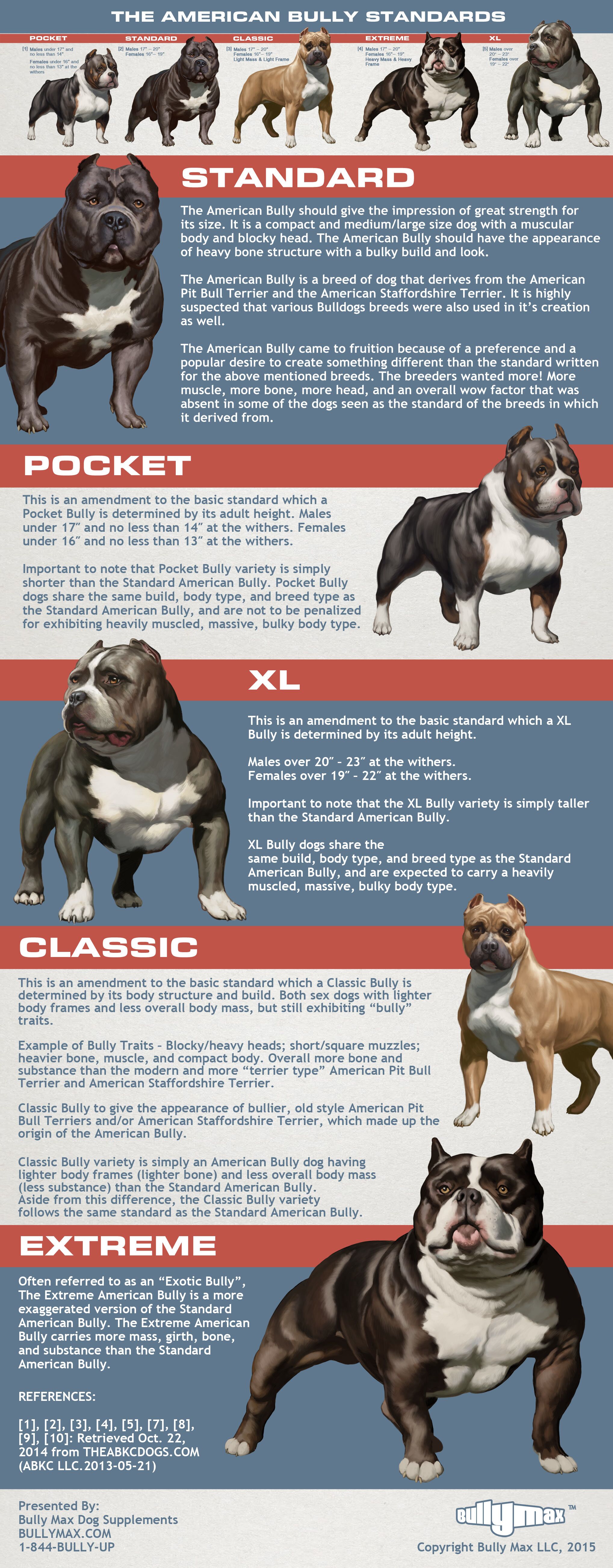 American Bully - Standard