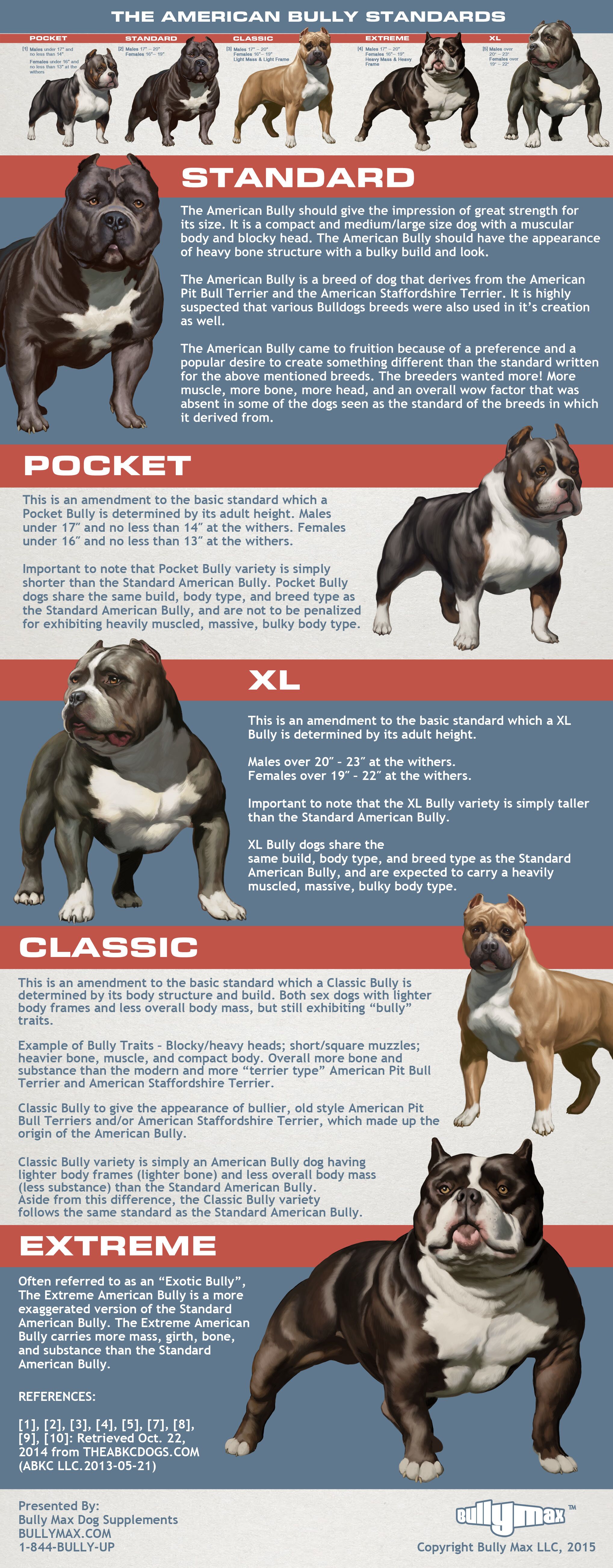 american bully standards graphic