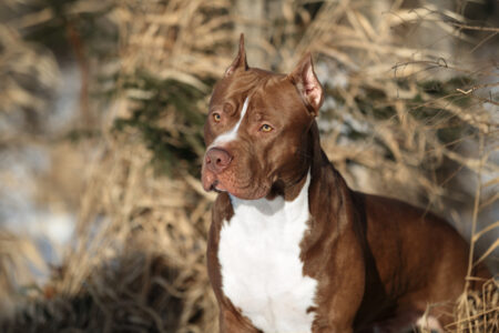 american pit bull terrier