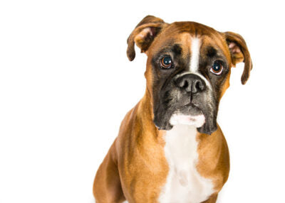 Which Dogs Are Considered Bully Breeds? - Bully Max