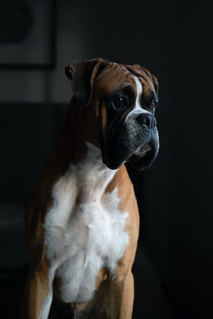 boxer best support dog for children