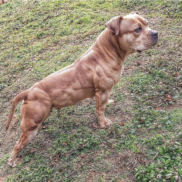 bully max muscle gain chews results on pit bull