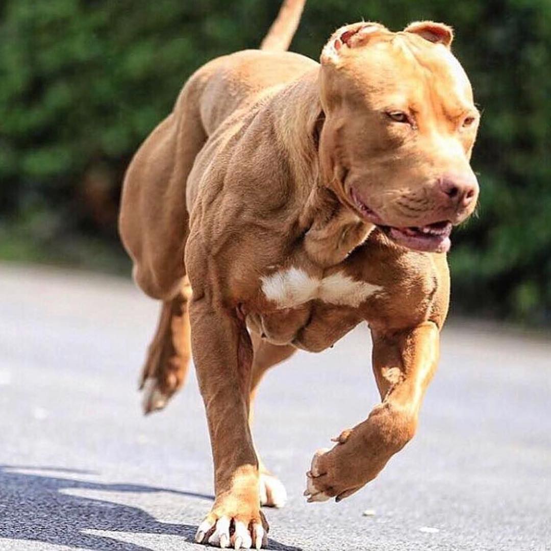 pitbull red nose bully