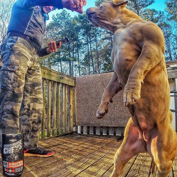 dog owner with his APBT