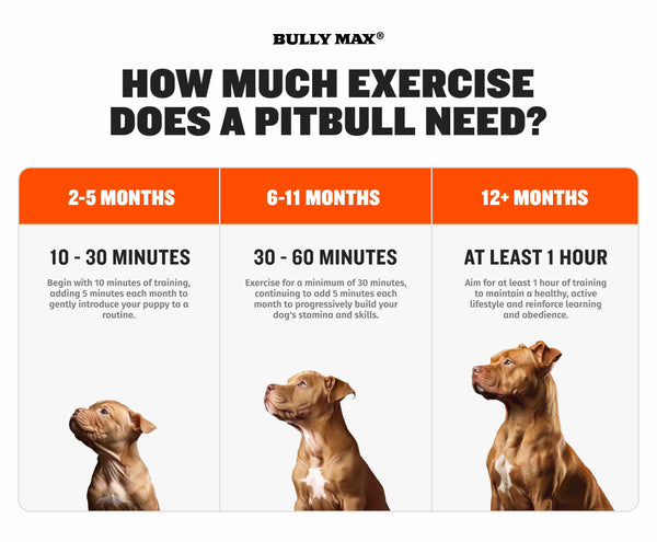 how much exercise does a pitbull need infographic