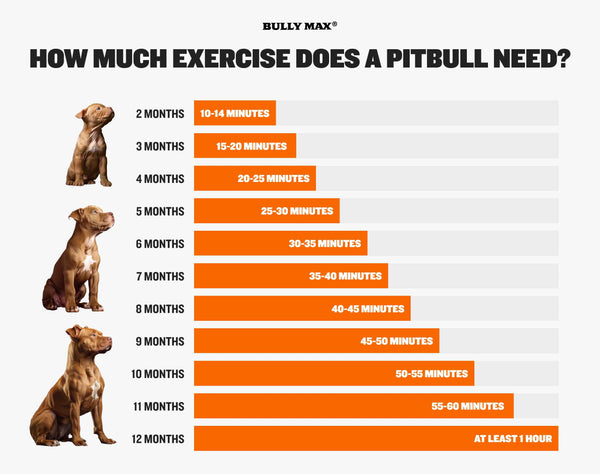 how much exercise does a pitbull puppy need infographic