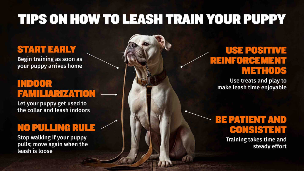 how to leash train your puppy dog tips