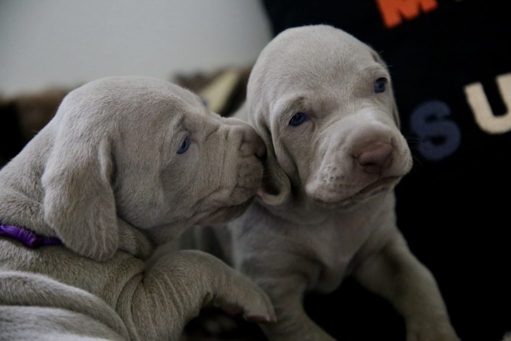 can pitbulls drink milk