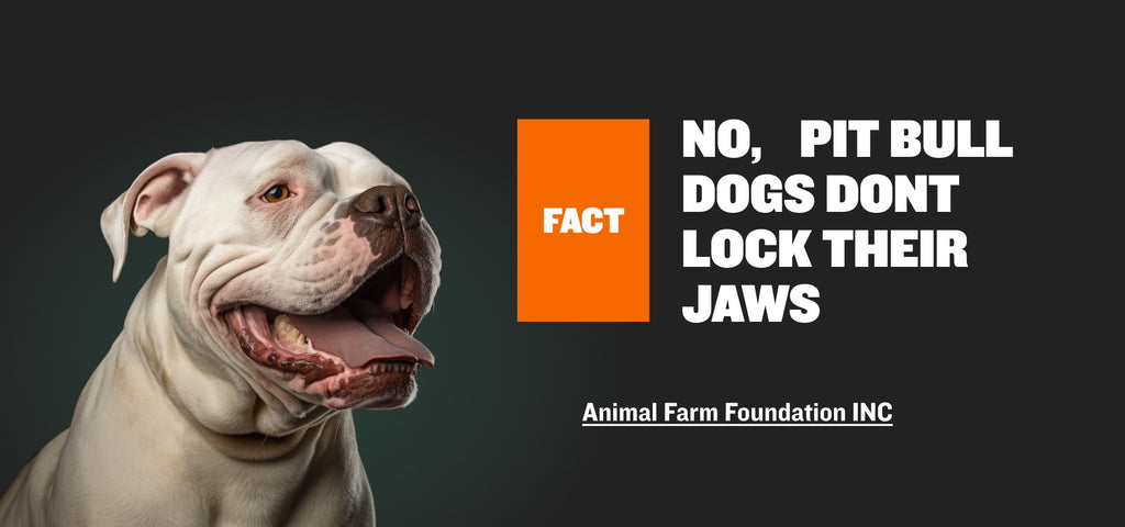 pitbulls don't lock their jaws