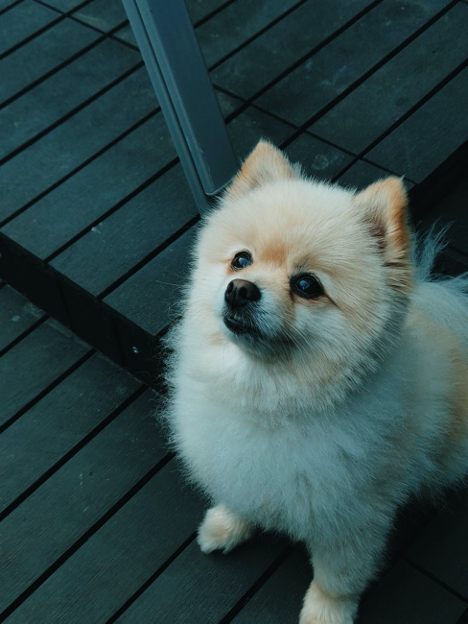 Pomeranian is one of the best service dogs for apartment