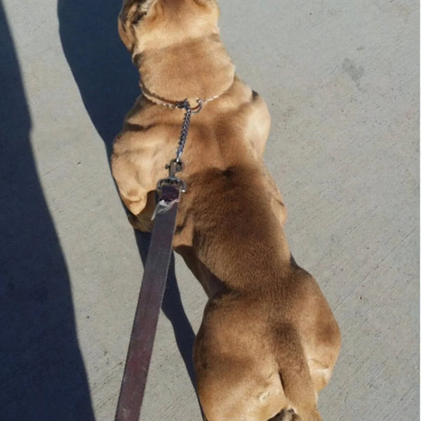 red nose pit bull on bully max