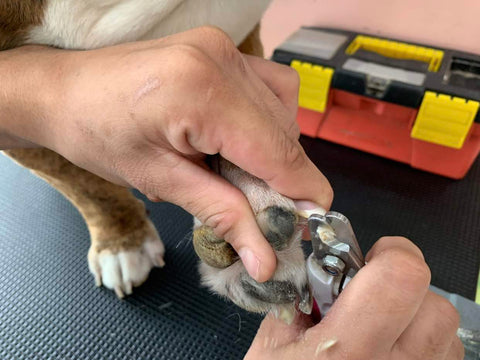 veterinarian shows how to trim dogs nail