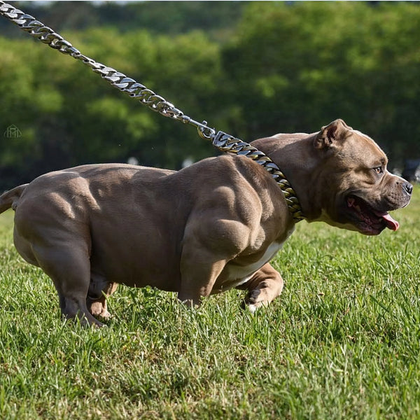 worlds most muscular dog on bully max
