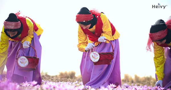 Saffron harvesting