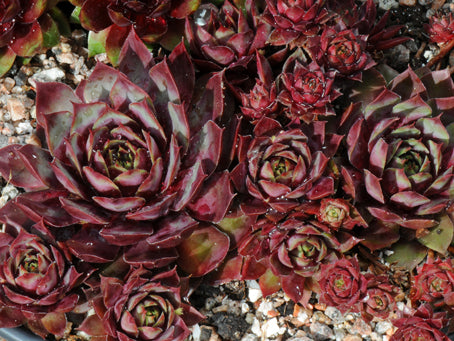 Our range of the very best sempervivum plants for sale – Page 3 ...