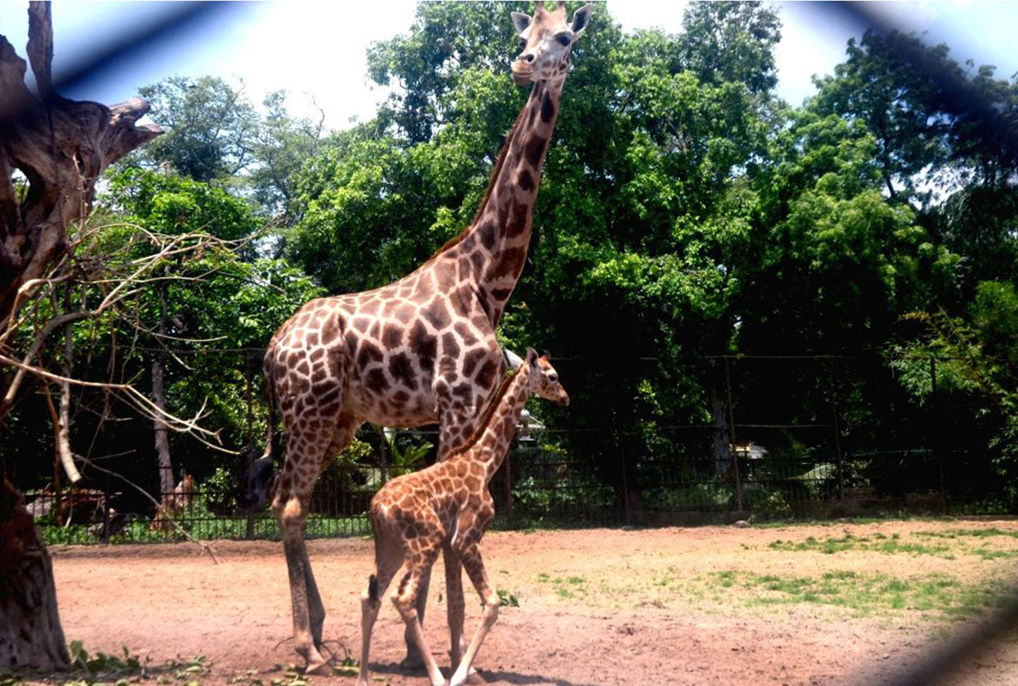 Giraffes at Alipore Zoo, Kolkata