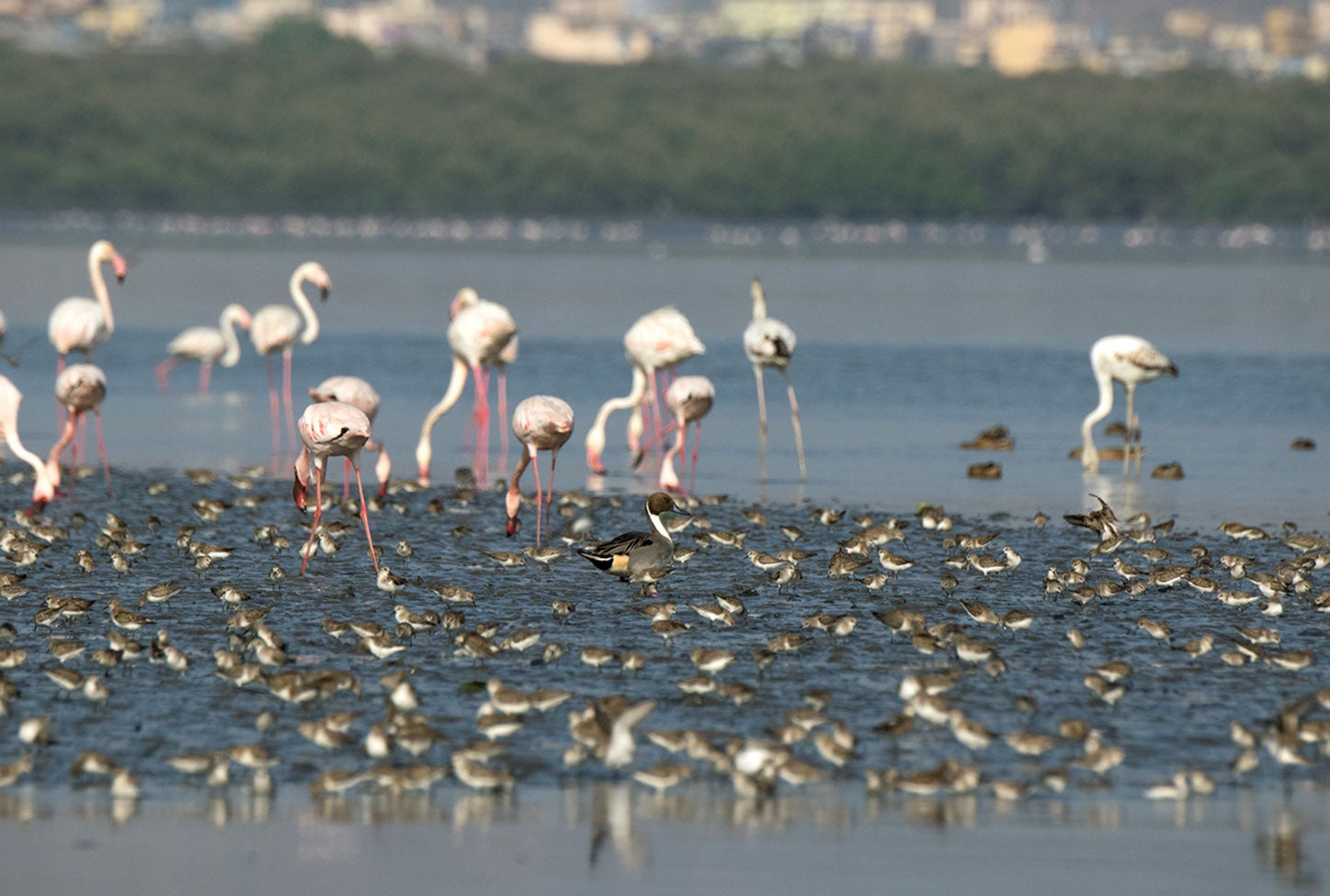 Flamingos, Mumbai