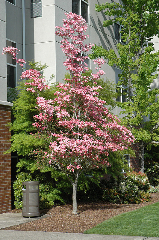 cherokee brave dogwood fall foliage leaves