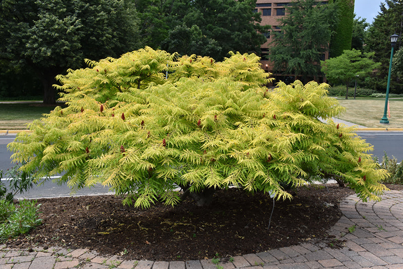 rhus tiger eyes