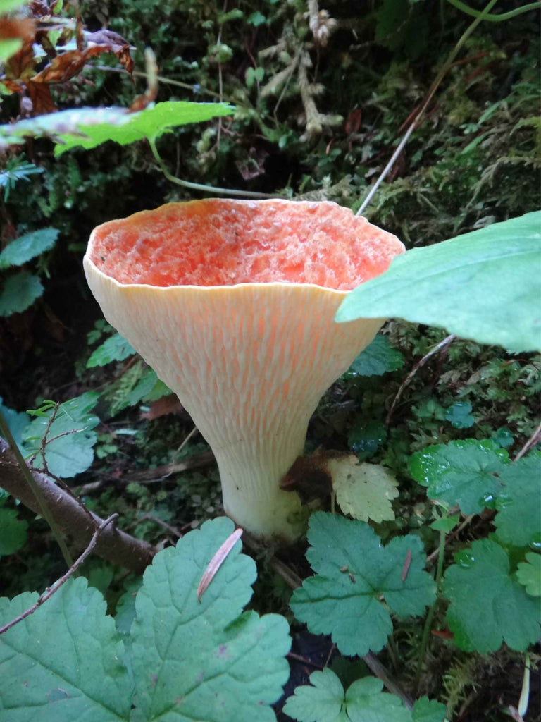 Mushroom on Mt. Rainier