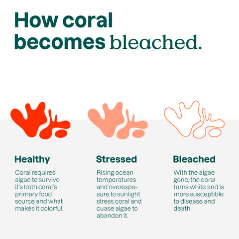 How coral becomes bleached  - reef safe sunscreen - reef friendly sunscreen  - ATTITUDE