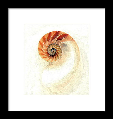 Nautilus - Framed Print