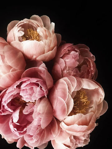 peonies