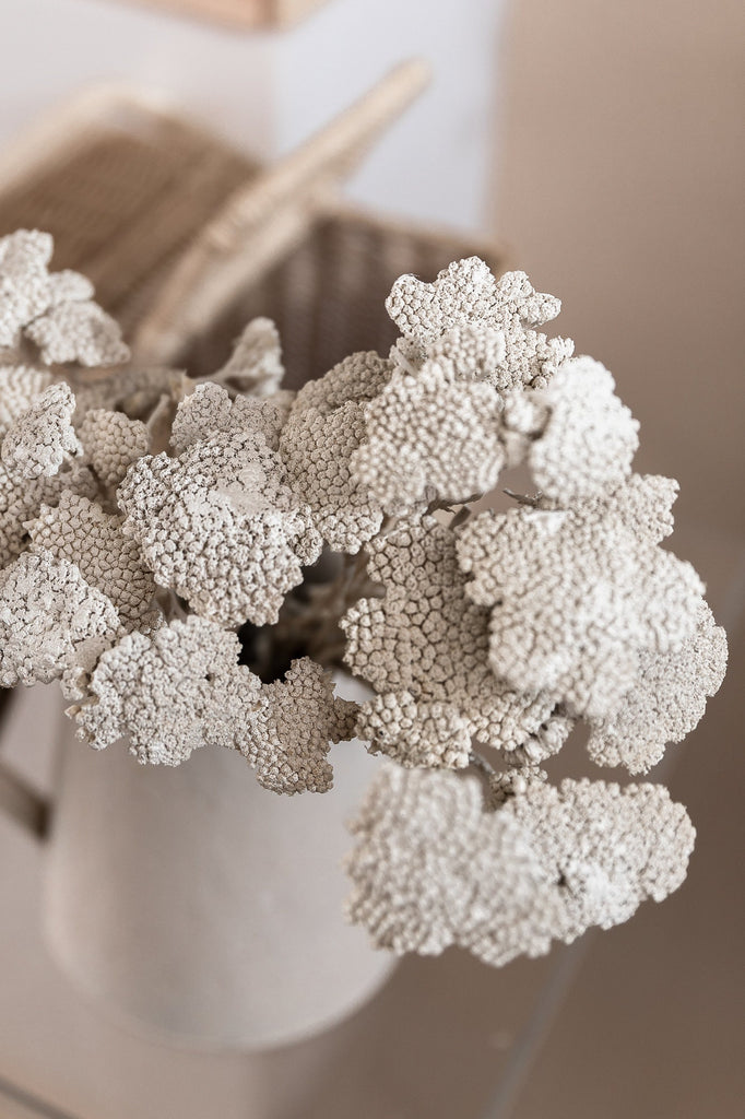 Dried Natural Yarrow, Natural Botanical Décor