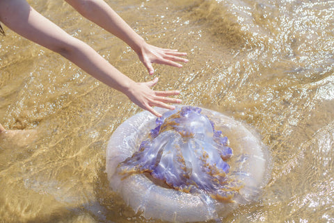 it's not safe to touch a beached jellyfish