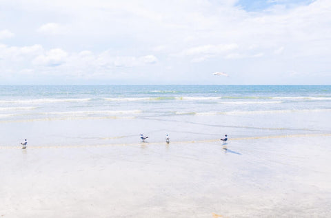 Gulls at Sullivan's Island beach.