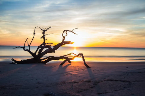 Georgia is home to some of the most beautiful beaches in the U.S., such as Driftwood Beach on Jekyll Island, pictured above.