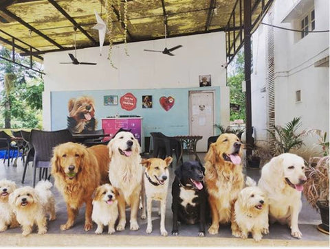 pet friendly cafes in bengaluru therpup