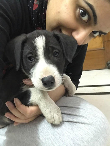 adoption-dogs-desi-puppy