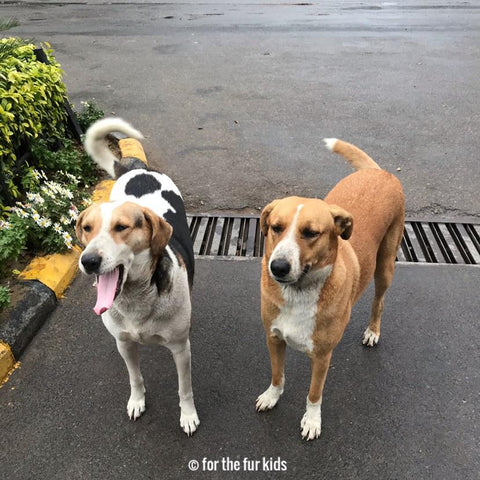 adoption-dogs-desi-together