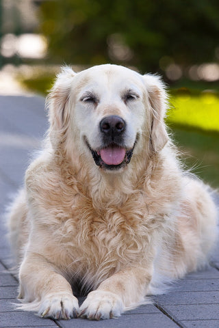 senior-dog-care-love-attention