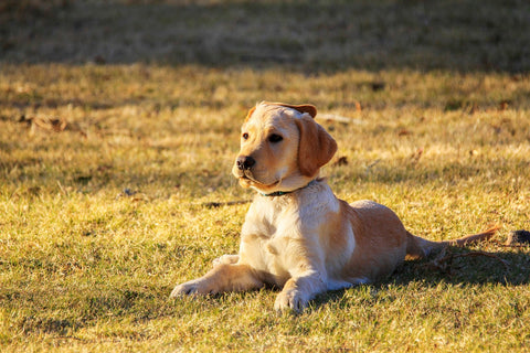 getting-puppy-training