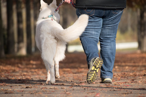 basic-commands-dog-heel