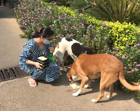 feeding strays dogs 