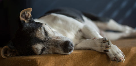 senior-dog-care-comfort