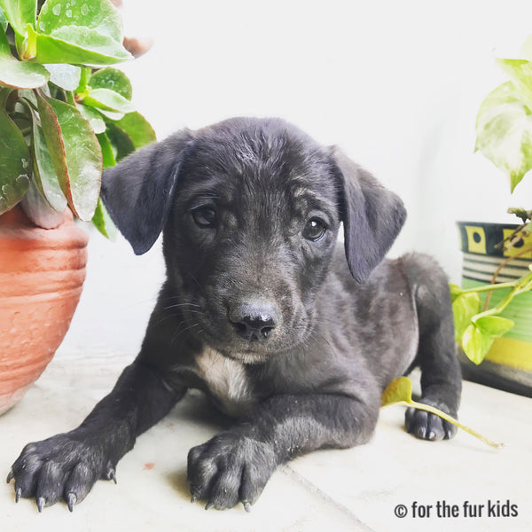 cute little puppy blog