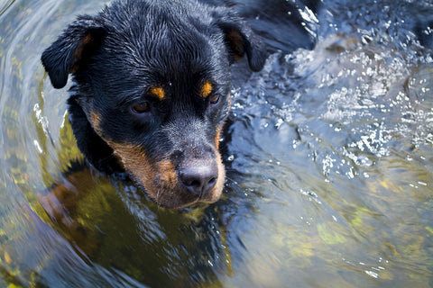 safe-summer-heat-dogs-swim