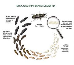 purchase black soldier fly larvae