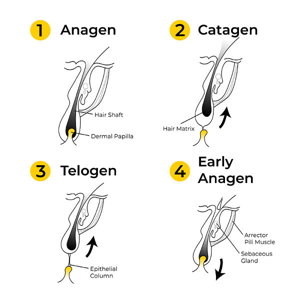 Phases of hair growth