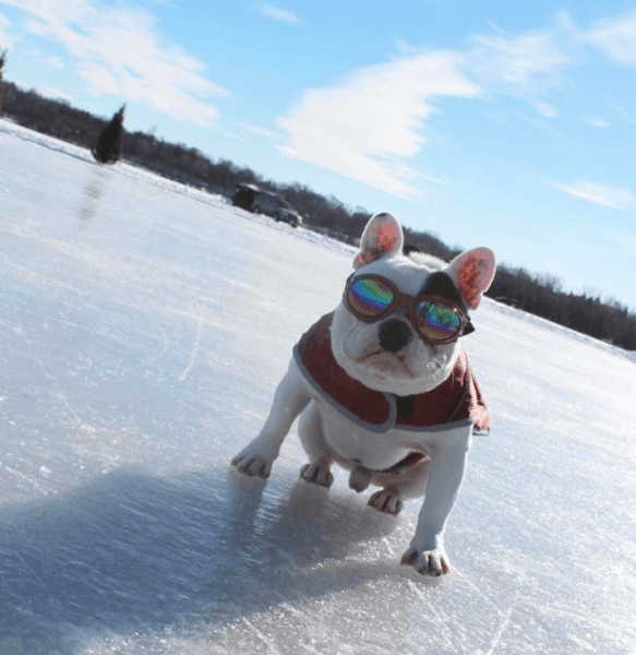 dog snow goggles