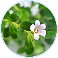 Bacopa Monnieri