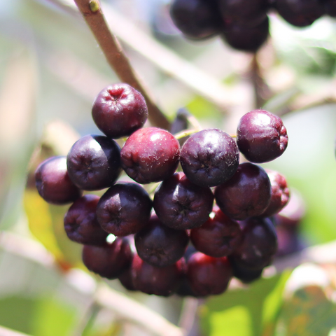 Acai berry anti-inflammatory